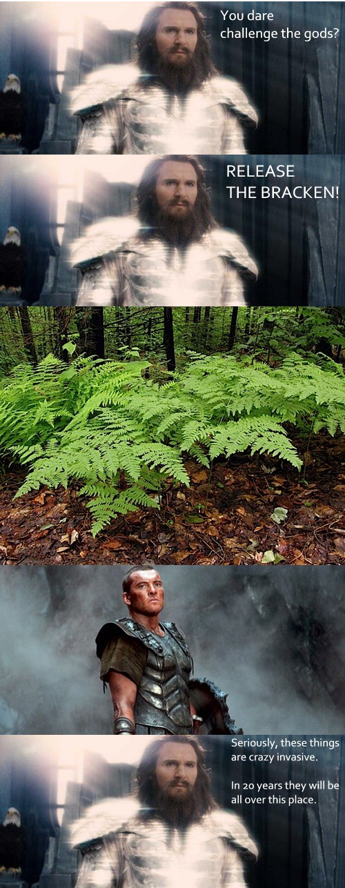 [Image: thebracken.jpg]